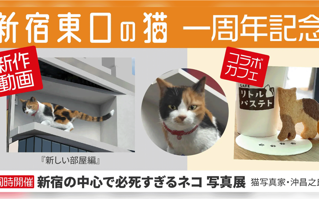 新宿東口の猫1周年記念！新作3D動画とコラボカフェをスタート！